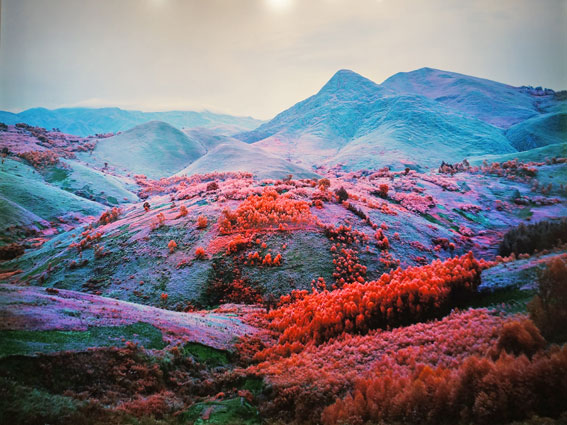 Richard Mosse
