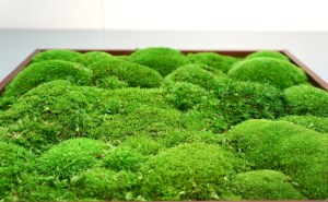 Surface Design Show 2016