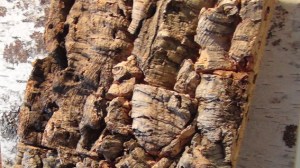 Surface Design Show 2017