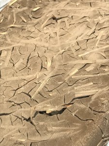 Surface Design Show 2020