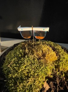 Regenerative future by Arup